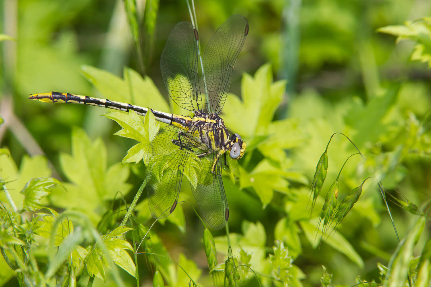 صورة Phanogomphus militaris (Hagen ex Selys 1858)