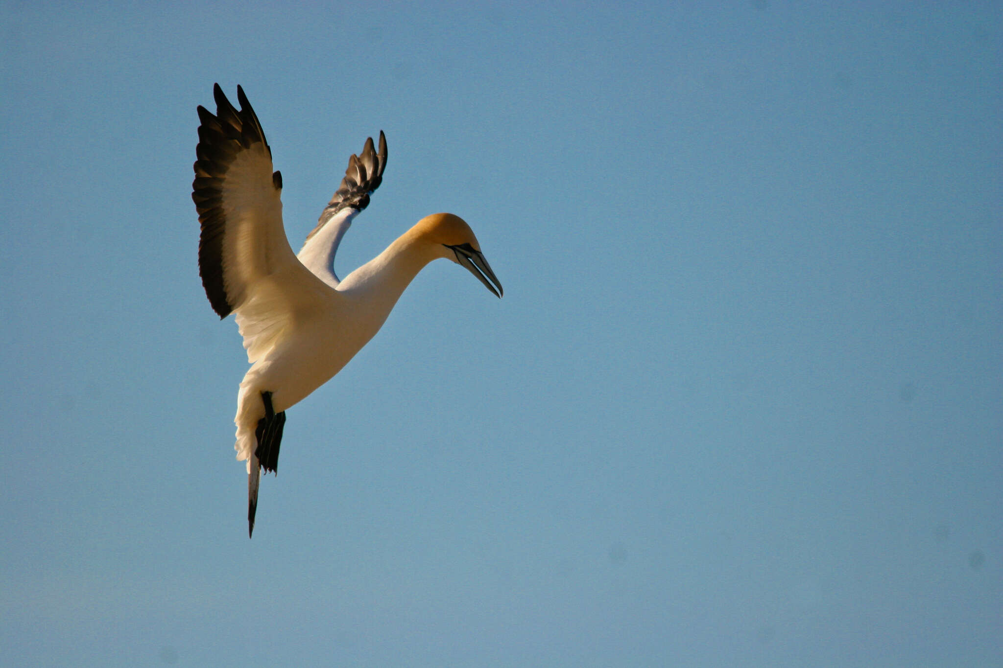 Image of Australasian Gannet