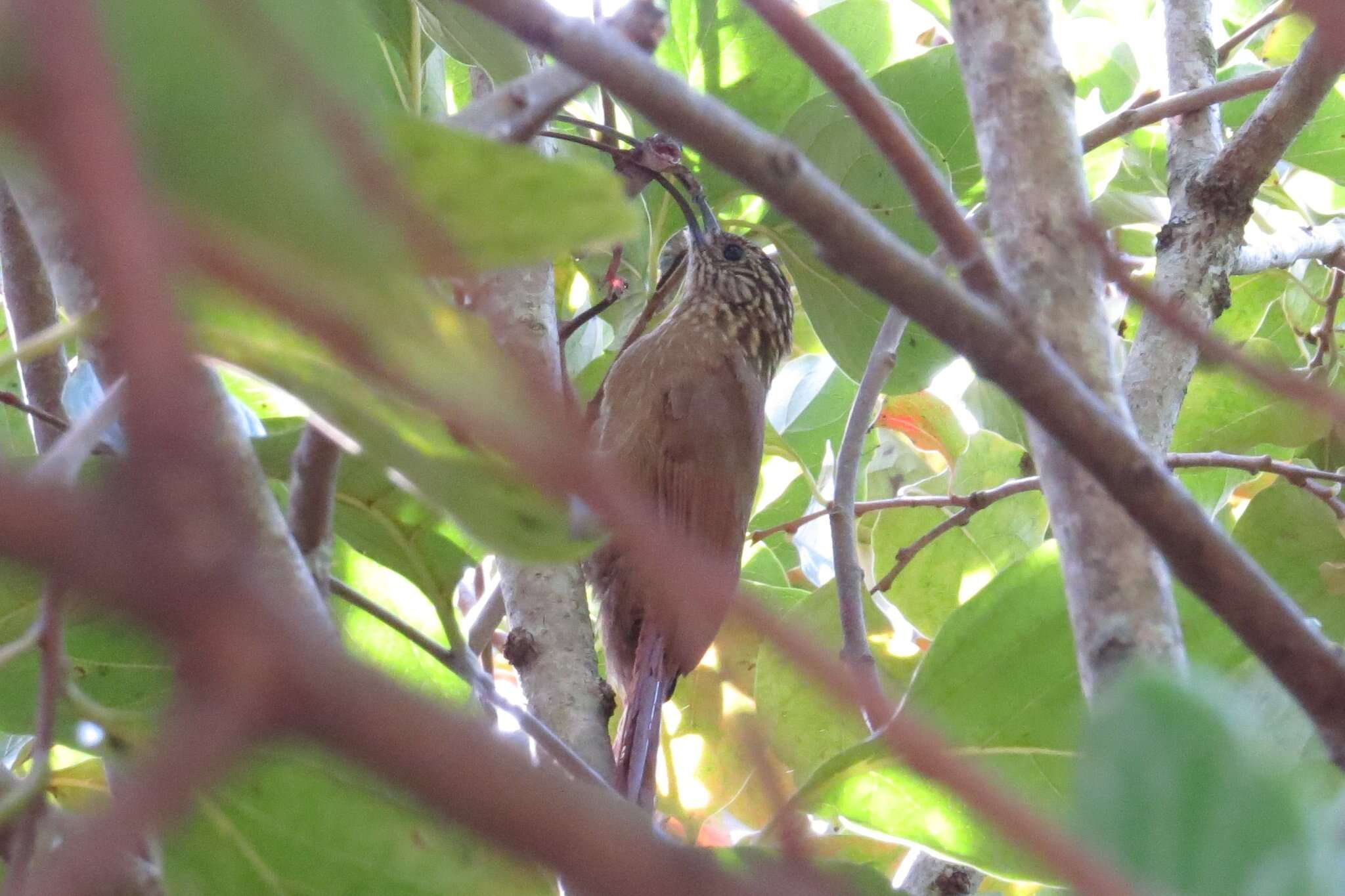 Image of Black-billed Scythebill