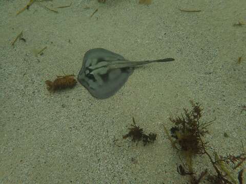 صورة Urolophus kapalensis Yearsley & Last 2006