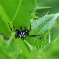 صورة Metaphidippus manni (Peckham & Peckham 1901)