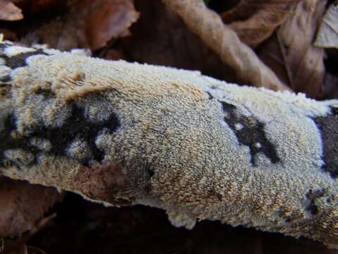 Image of Mycoacia uda (Fr.) Donk 1931