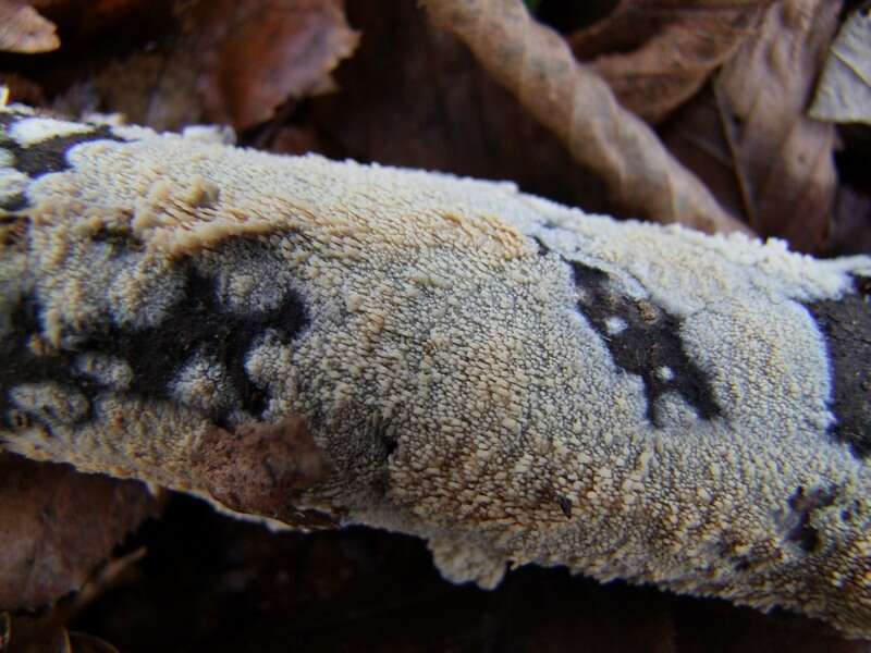 Image of Mycoacia uda (Fr.) Donk 1931