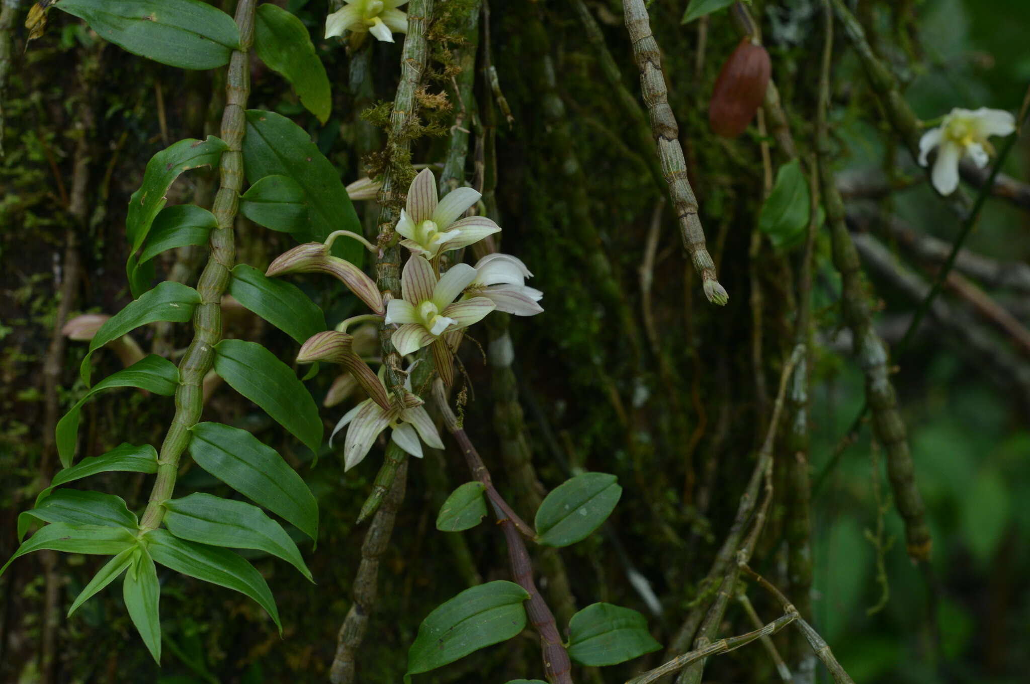 Image of Chameleon Dendrobium