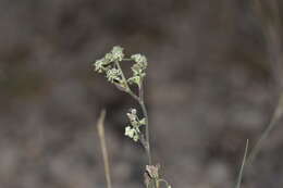 Imagem de Hippomarathrum montanum subsp. tommasinii (Rchb. fil.)