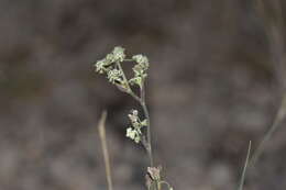 Sivun Hippomarathrum montanum subsp. tommasinii (Rchb. fil.) kuva