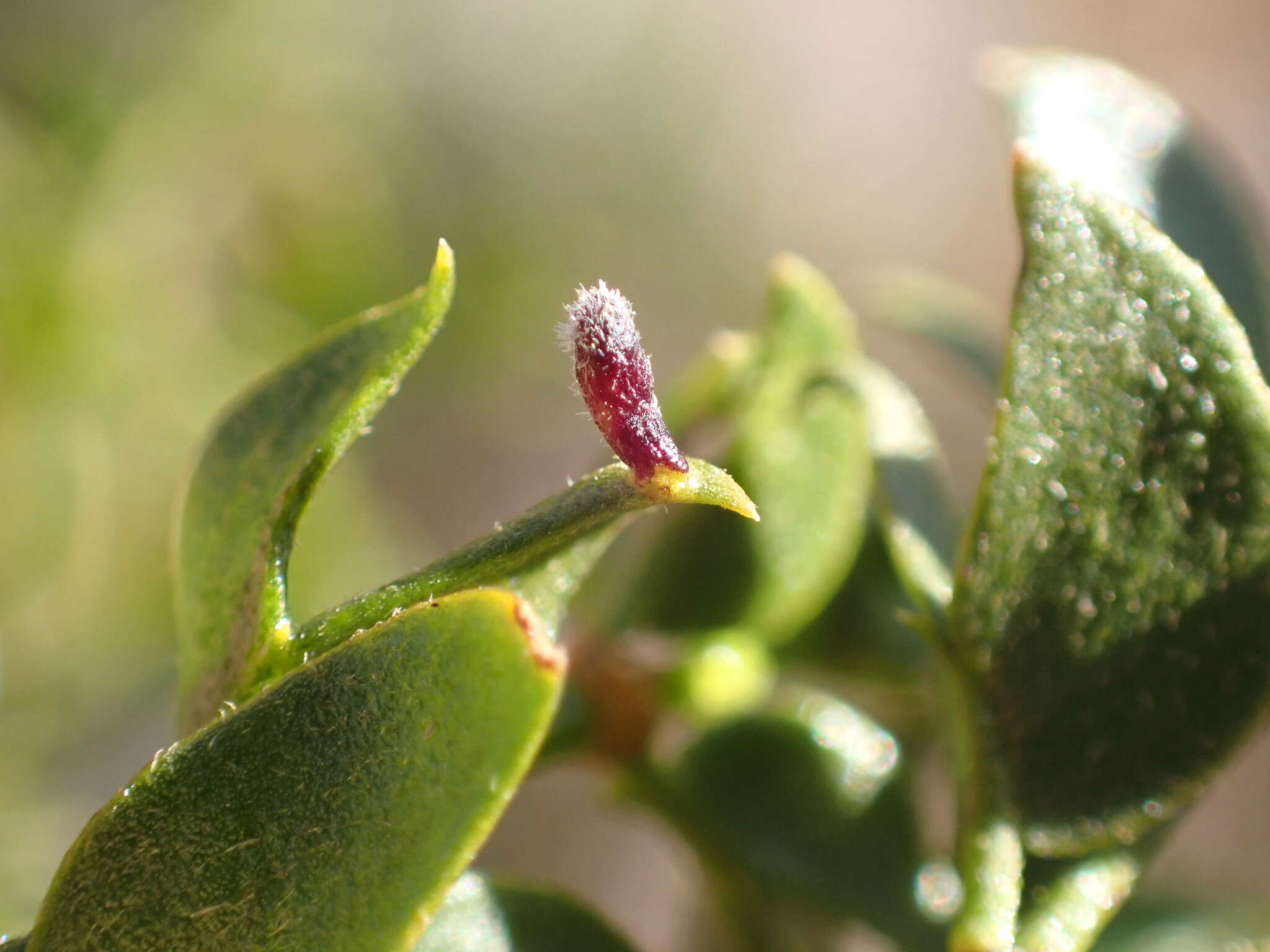 Image of Asphondylia pilosa Gagne 1990