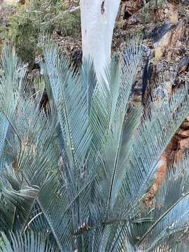 Image of Macrozamia macdonnellii (F. Muell. ex Miq.) A. DC.