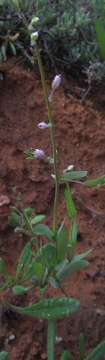 Heliophila gariepina Schltr. resmi