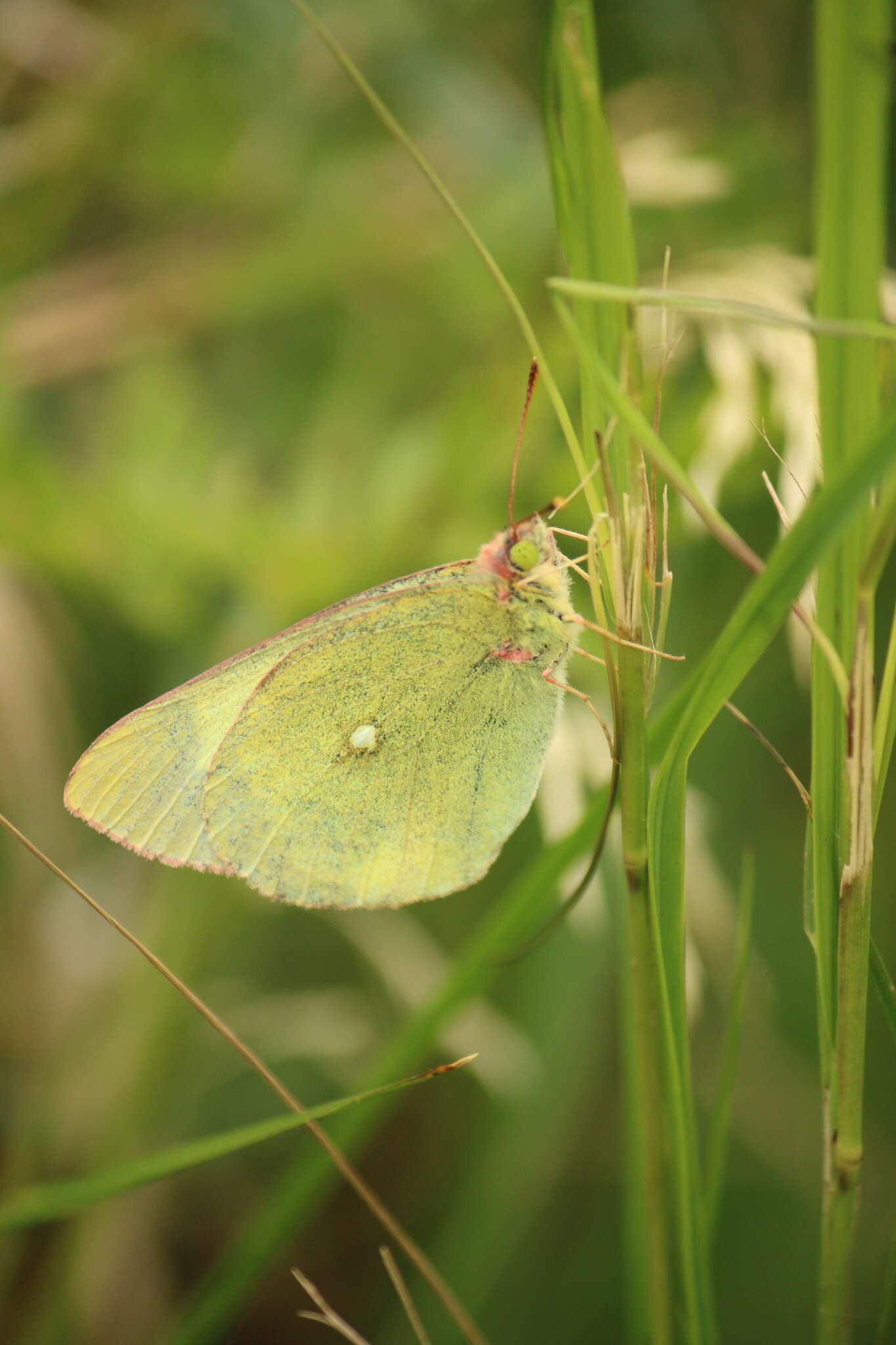 Image de solitaire