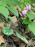 Image of cyclamen