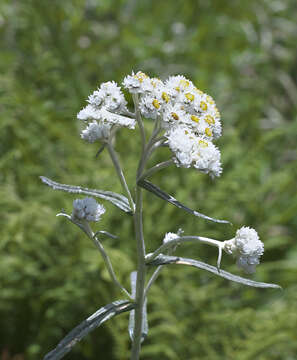 Image of Anaphalis margaritacea subsp. margaritacea