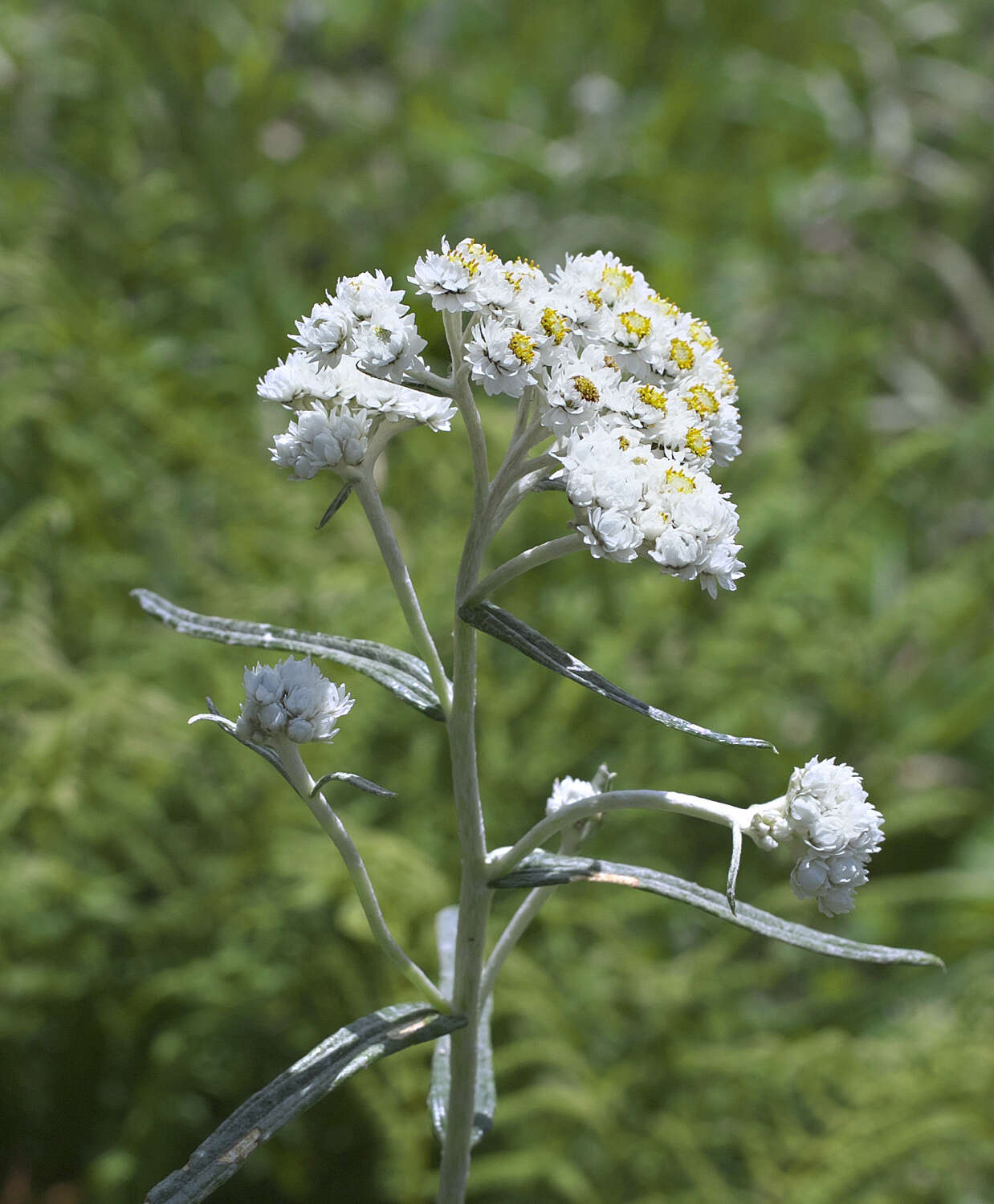 Imagem de Anaphalis margaritacea subsp. margaritacea