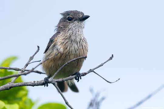 Image of Pachycephala rufiventris xanthetraea (Forster & JR 1844)