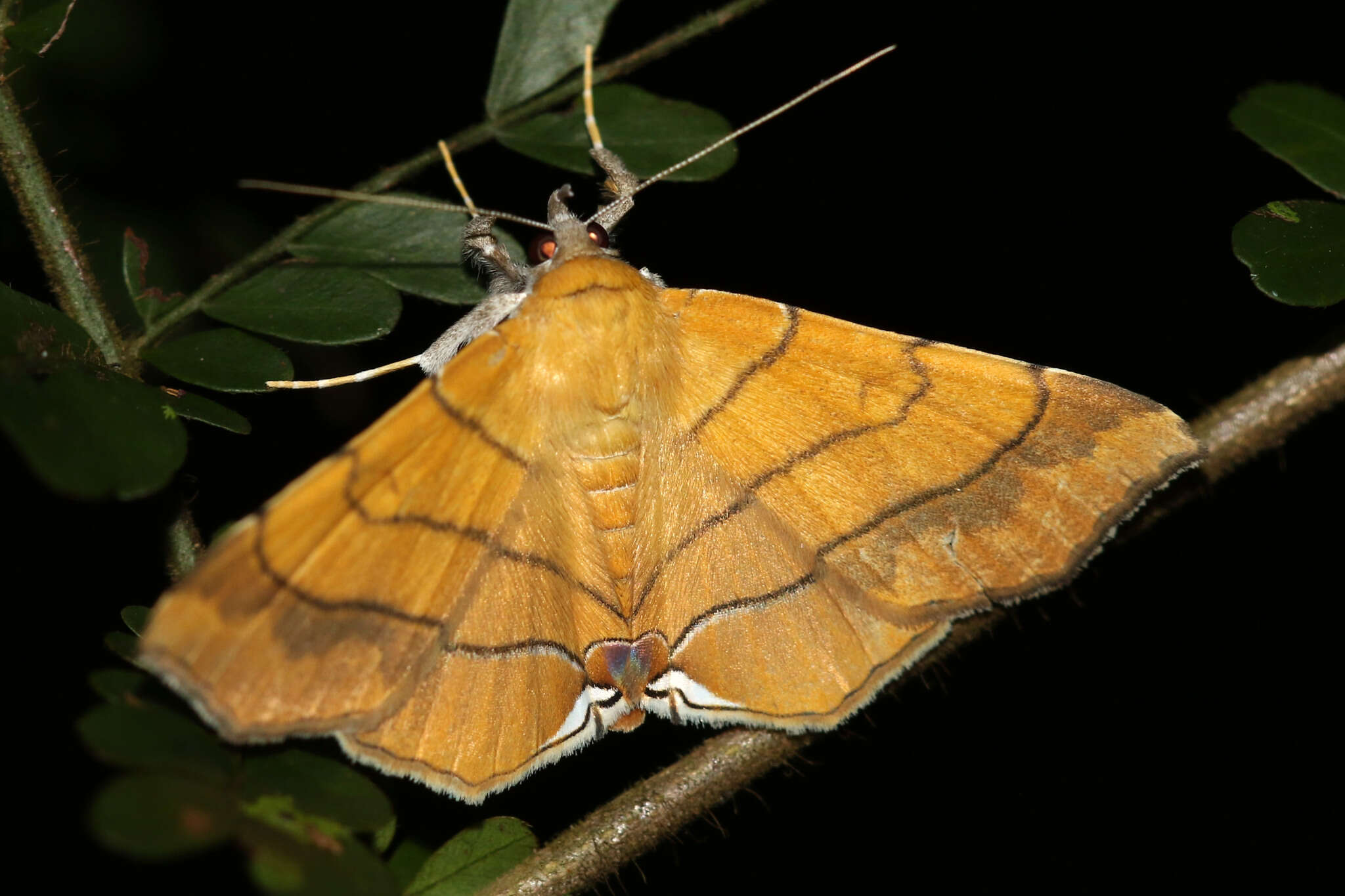 Image of Gracilodes caffra Guenée 1852