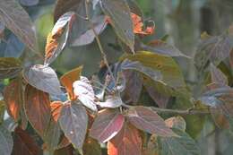 Image de Acalypha chiapensis Brandegee