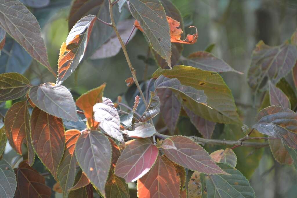 Image de Acalypha chiapensis Brandegee