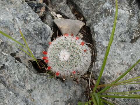 Image of Mammillaria albilanata subsp. tegelbergiana (G. E. Linds.) D. R. Hunt