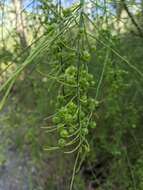 Image of Leptomeria acida R. Br.