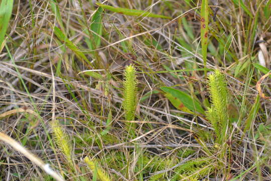 Image of clubmoss