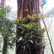 Image of Tillandsia denudata André