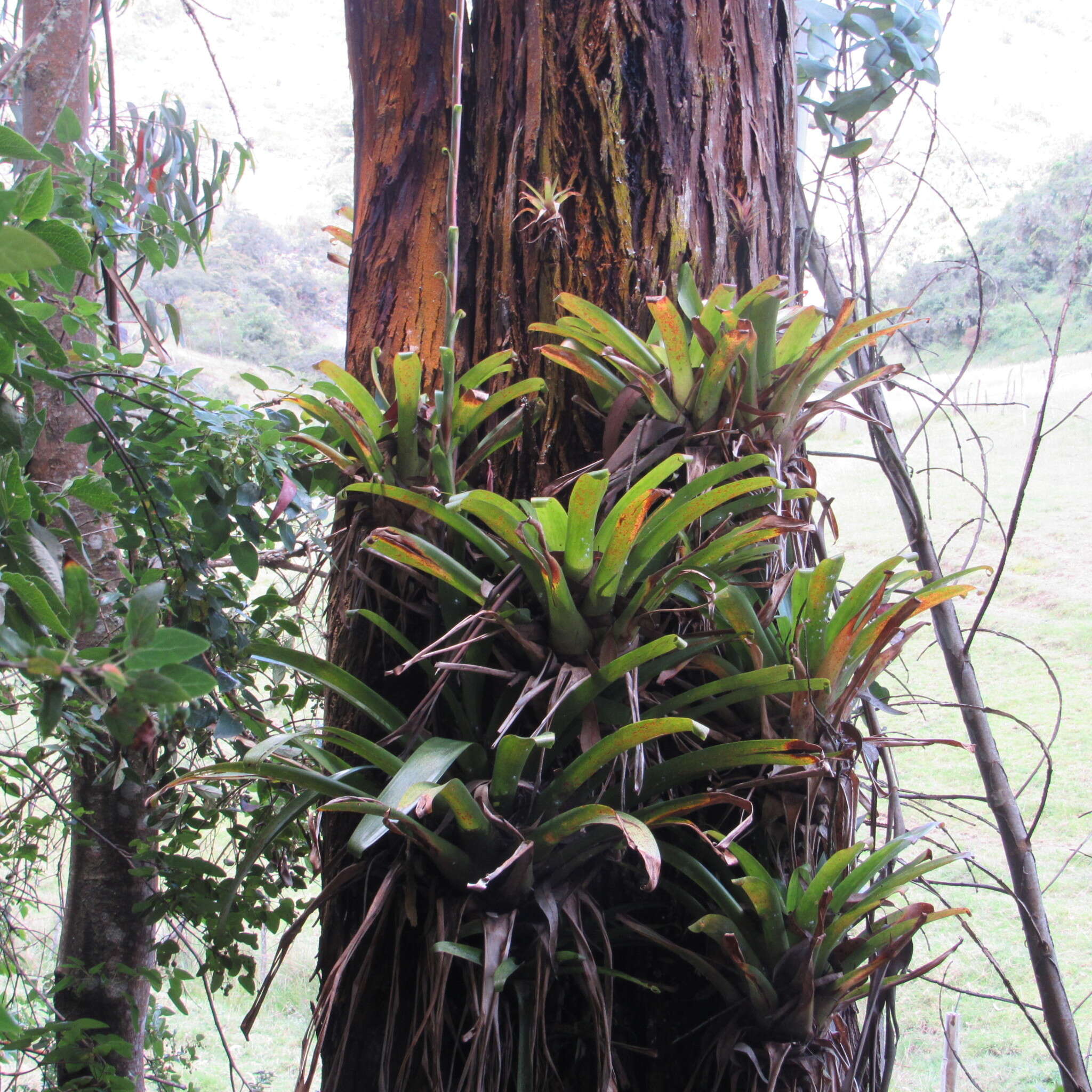 Image of Tillandsia denudata André