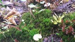 Image of down-looking moss