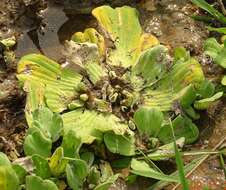 Image of pistia