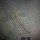Image of Siamese bat catfish
