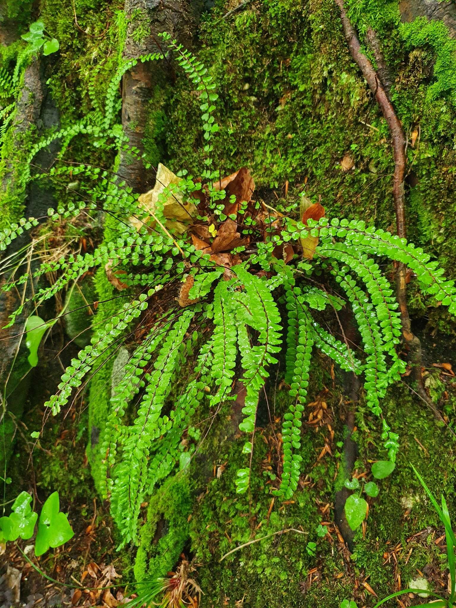 Image of maidenhair spleenwort