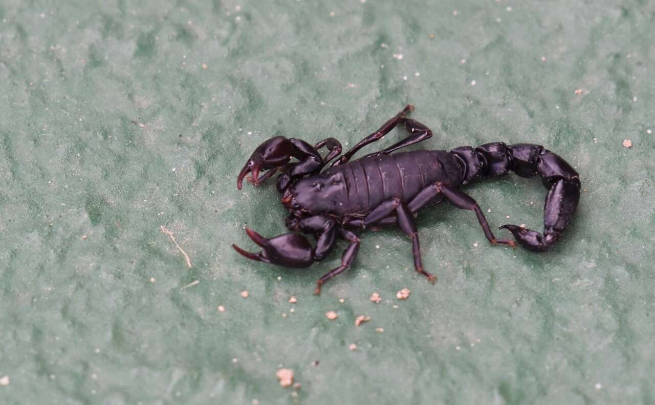 Image of Bothriurus rochensis San Martín 1965