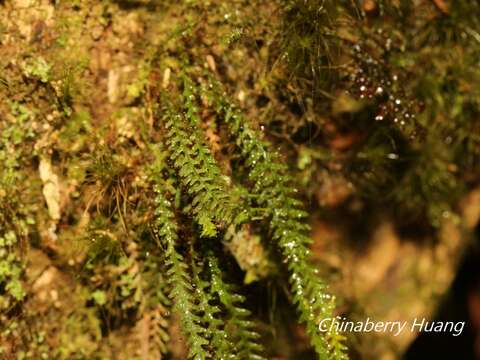 Image of Micropolypodium okuboi (Yatabe) Hayata