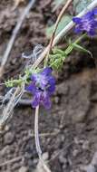 Image of low beardtongue