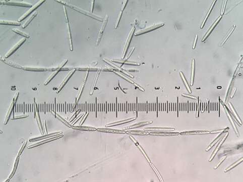 Image of Tolypocladium longisegmentatum (Ginns) Quandt, Kepler & Spatafora 2014