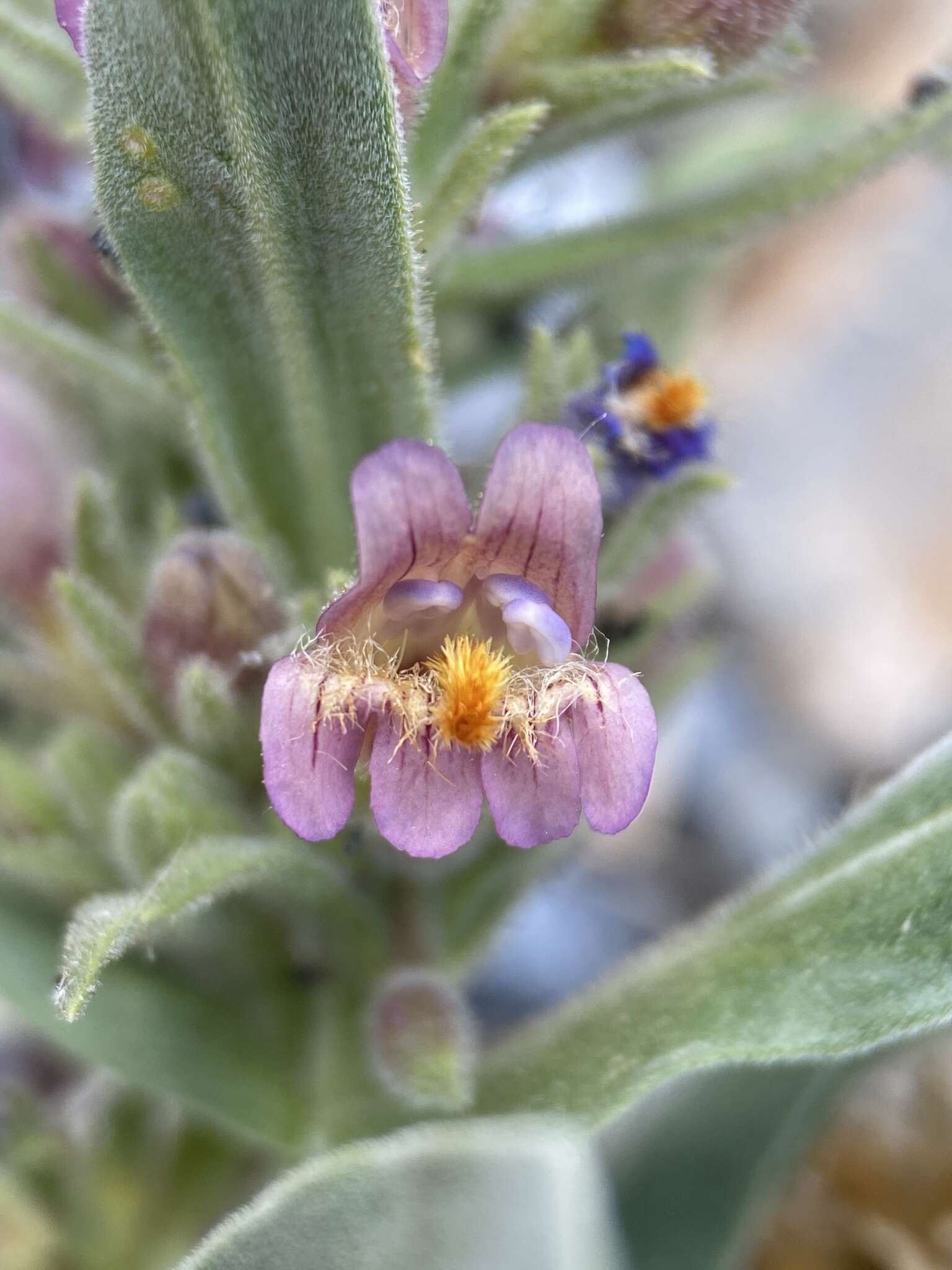 Image de Penstemon barnebyi N. H. Holmgren