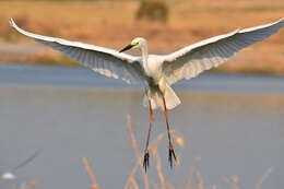 Image of Ardea alba alba Linnaeus 1758