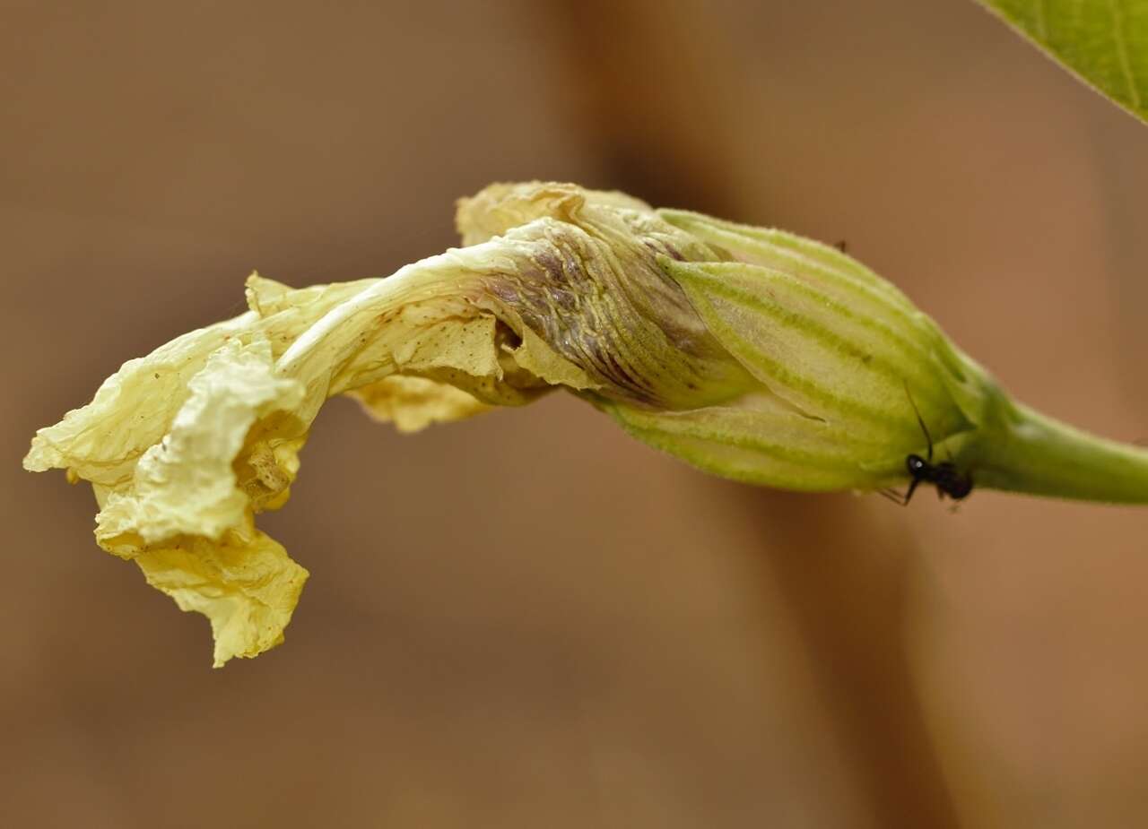 Image of Cienfuegosia hildebrandtii Garcke