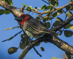 Image of Black-collared Barbet