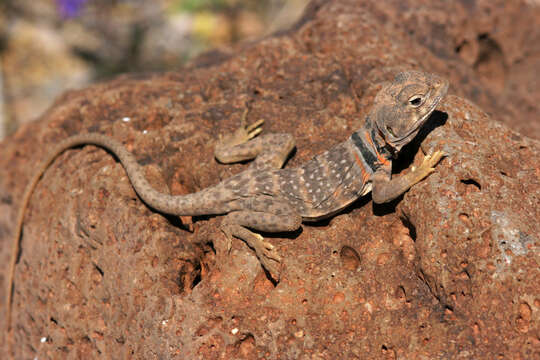 Image of Sonoran Collared Lizard