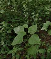 Image of enchanter's nightshade