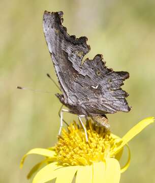 Image of Hoary Comma