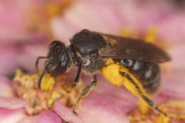 Image of Rugose-chested Sweat Bee