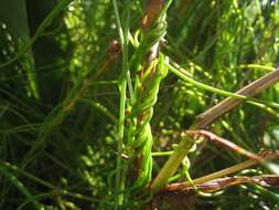 Image of Cassytha paniculata R. Br.