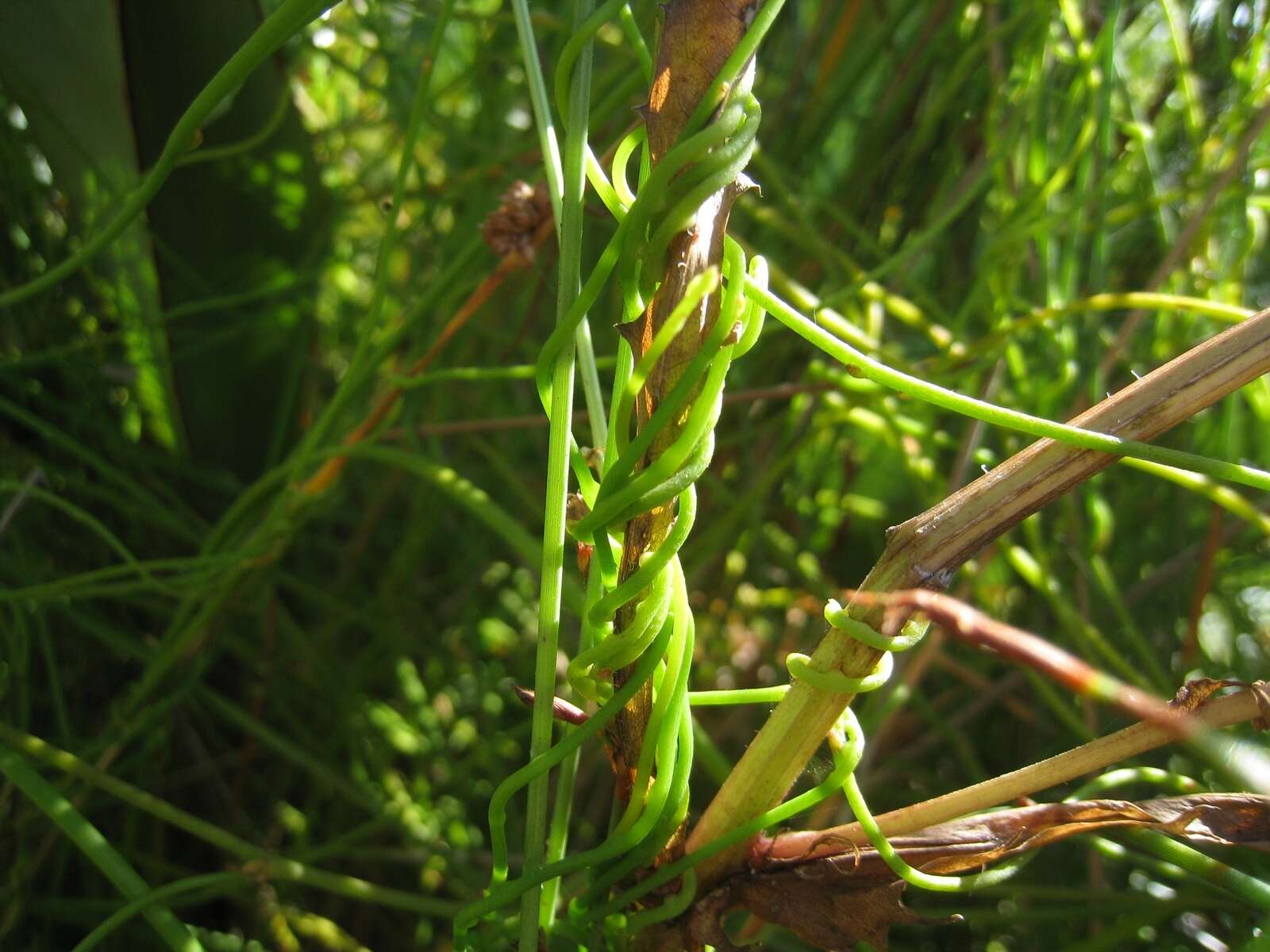 Image of Cassytha paniculata R. Br.