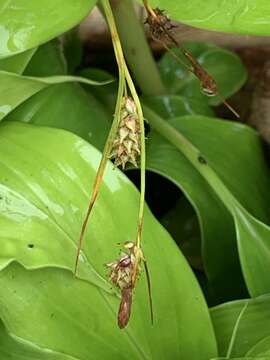 Image of Carex punctata var. laevicaulis (Hochst. ex Seub.) Boott