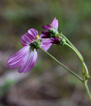 Image of Bidens clavata R. Ballard