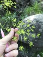 Image of Peucedanum ruthenicum Bieb.