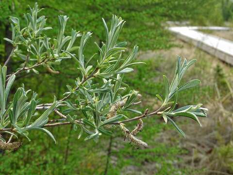 صورة Salix candida Flüggé ex Willd.