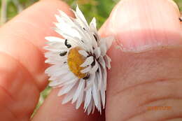 Image de Helichrysum bellum Hilliard