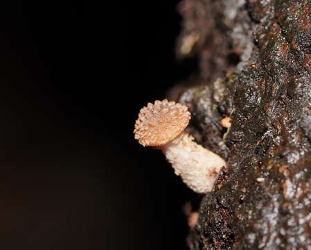 Image of Armillaria hinnulea Kile & Watling 1983